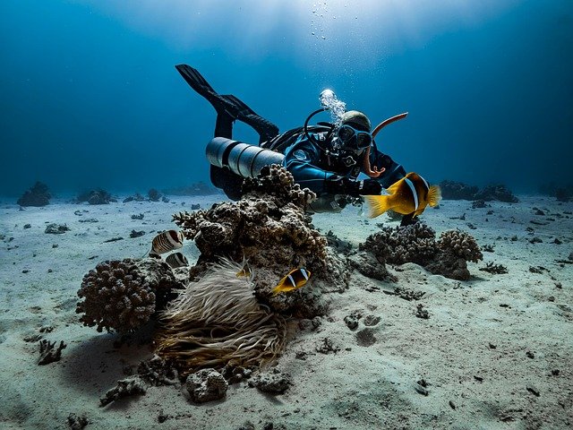 BUCEO EN LA HERRADURA (GRANADA)